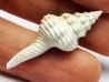 GASTROPOD: Fusinus caloosaensis - Pleistocene - Florida, USA