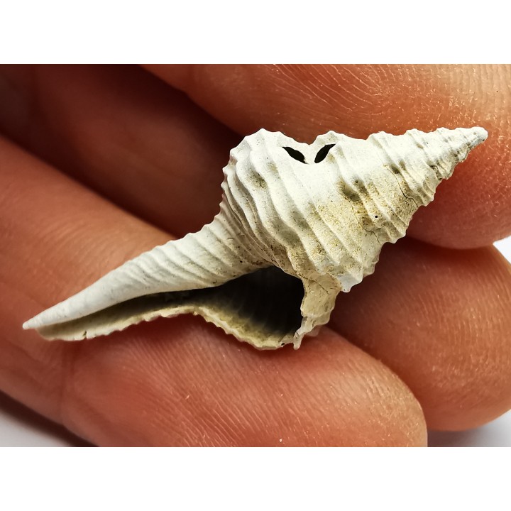 GASTROPOD: Fusinus caloosaensis - Pleistocene - Florida, USA