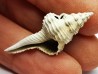 GASTROPOD: Fusinus caloosaensis - Pleistocene - Florida, USA