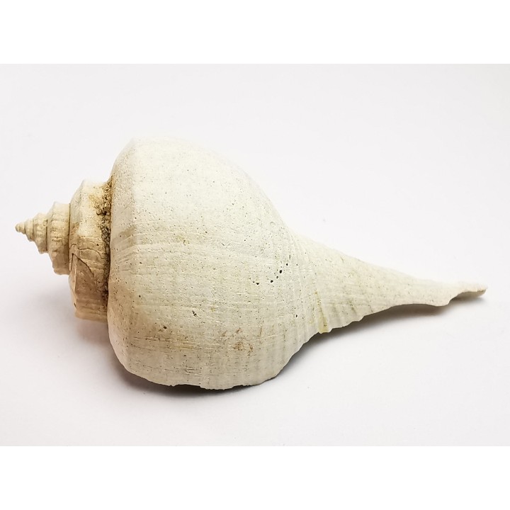 GASTROPOD: Busycon cf. planulatum - Pleistocene - Florida, USA