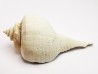 GASTEROPODE : Busycon cf. planulatum - Pléistocène - Floride