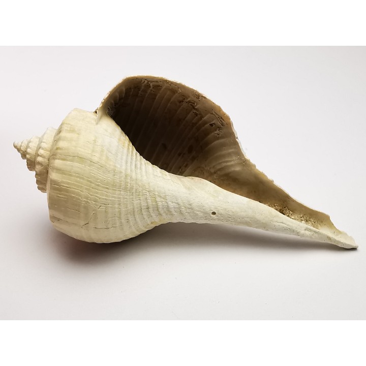 GASTROPOD: Busycon cf. planulatum - Pleistocene - Florida, USA