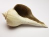 GASTEROPODE : Busycon cf. planulatum - Pléistocène - Floride