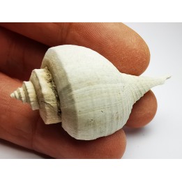 GASTEROPODE : Busycon cf. planulatum - Pléistocène - Floride