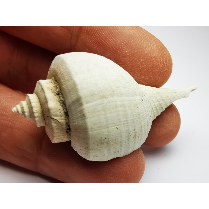 GASTROPOD: Busycon cf. planulatum - Pleistocene - Florida, USA