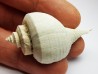 GASTEROPODE : Busycon cf. planulatum - Pléistocène - Floride
