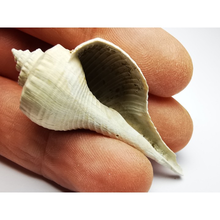 GASTEROPODE : Busycon cf. planulatum - Pléistocène - Floride