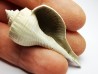 GASTROPOD: Busycon cf. planulatum - Pleistocene - Florida, USA