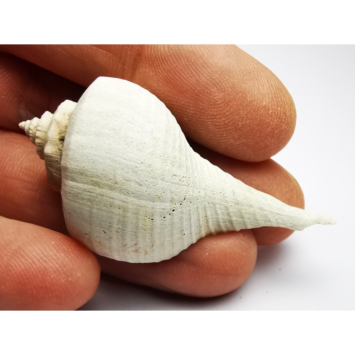 GASTEROPODE : Busycon cf. planulatum - Pléistocène - Floride