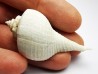 GASTROPOD: Busycon cf. planulatum - Pleistocene - Florida, USA