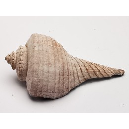 GASTROPOD: Busycon cf. planulatum - Pleistocene - Florida, USA