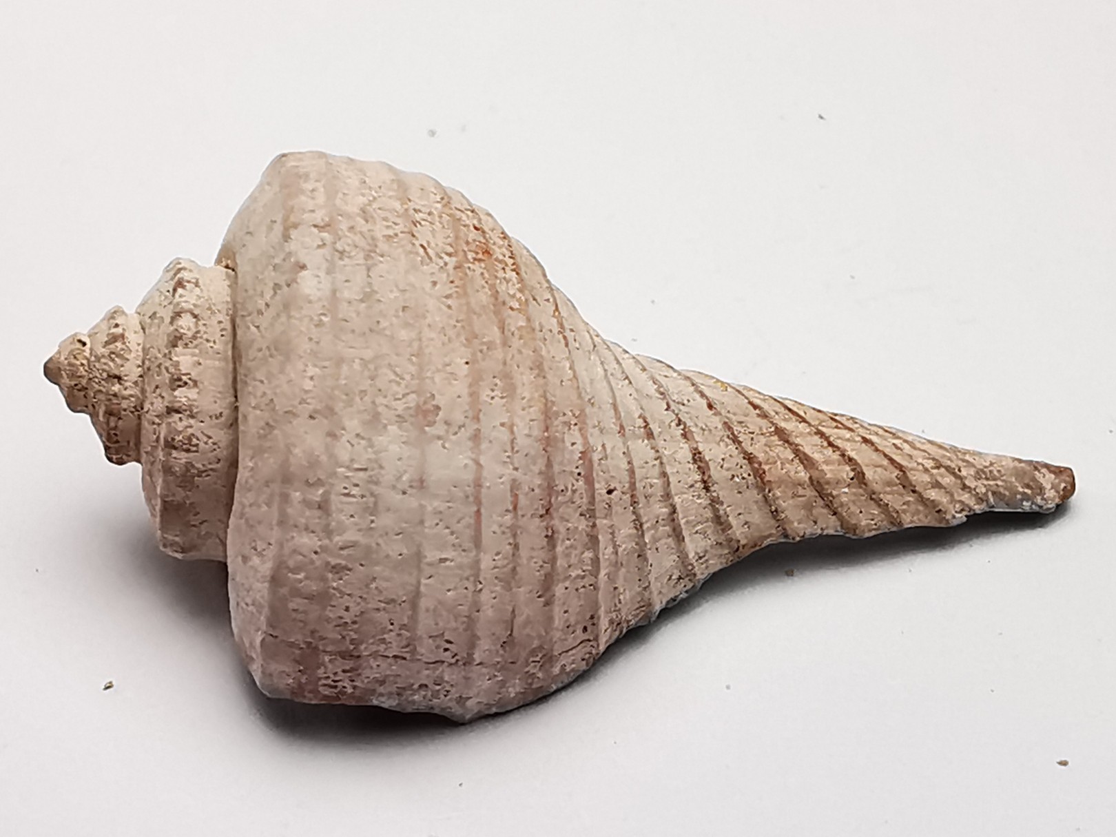 GASTROPOD: Busycon cf. planulatum - Pleistocene - Florida, USA