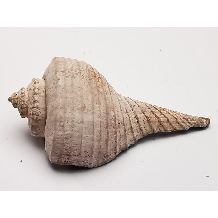 GASTROPOD: Busycon cf. planulatum - Pleistocene - Florida, USA