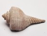GASTEROPODE : Busycon cf. planulatum - Pléistocène - Floride