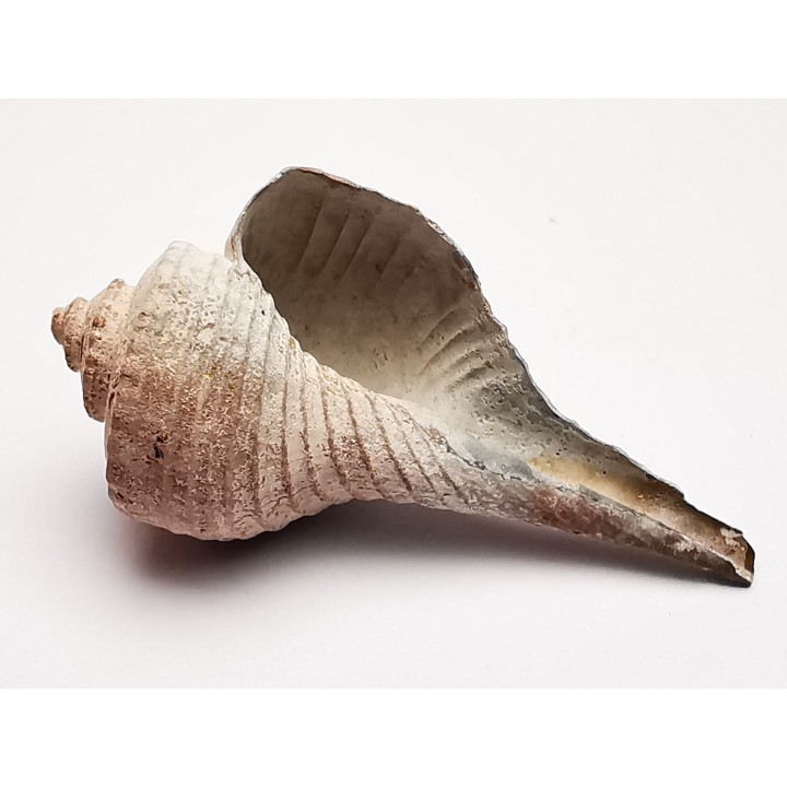 GASTEROPODE : Busycon cf. planulatum - Pléistocène - Floride
