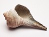 GASTROPOD: Busycon cf. planulatum - Pleistocene - Florida, USA
