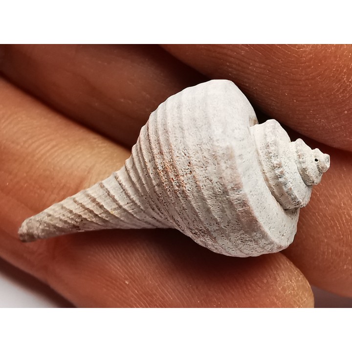 GASTEROPODE : Busycon cf. planulatum - Pléistocène - Floride