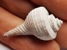 GASTEROPODE : Busycon cf. planulatum - Pléistocène - Floride