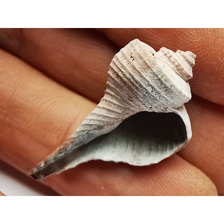 GASTEROPODE : Busycon cf. planulatum - Pléistocène - Floride