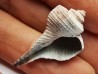 GASTEROPODE : Busycon cf. planulatum - Pléistocène - Floride