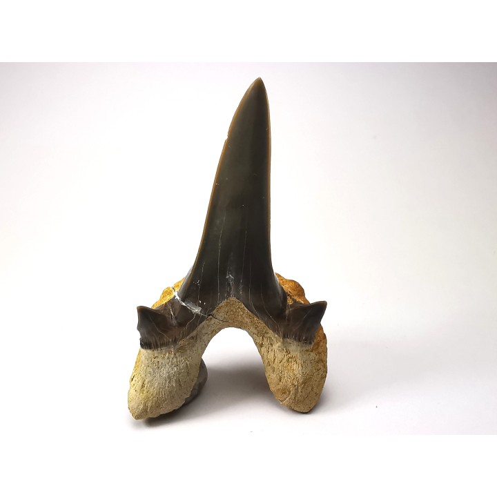 shark tooth Cretodus crassidens - Cenomanian (Texas)