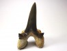 shark tooth Cretodus crassidens - Cenomanian (Texas)