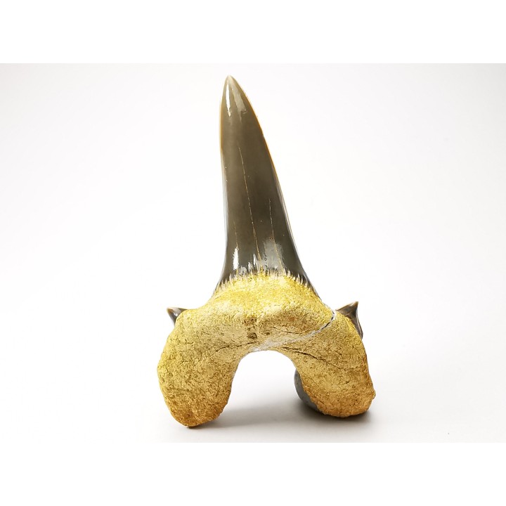 shark tooth Cretodus crassidens - Cenomanian (Texas)