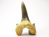 shark tooth Cretodus crassidens - Cenomanian (Texas)