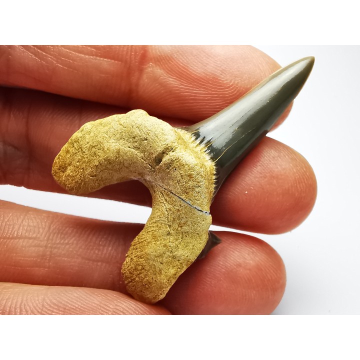 dent de requin Cretodus crassidens - Cénomanien (Texas)