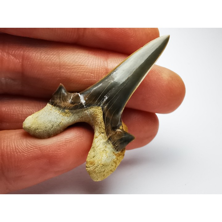 dent de requin Cretodus crassidens - Cénomanien (Texas)