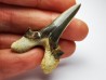 dent de requin Cretodus crassidens - Cénomanien (Texas)