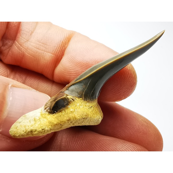 shark tooth Cretodus crassidens - Cenomanian (Texas)