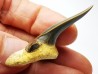 dent de requin Cretodus crassidens - Cénomanien (Texas)