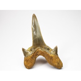 dent de requin Cretodus crassidens - Cénomanien (Texas)