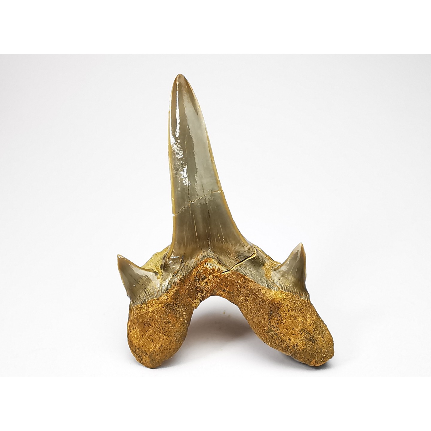 shark-tooth-cretodus-