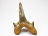 dent de requin Cretodus crassidens - Cénomanien (Texas)