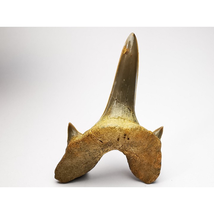 dent de requin Cretodus crassidens - Cénomanien (Texas)
