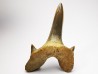 shark tooth Cretodus crassidens - Cenomanian (Texas)