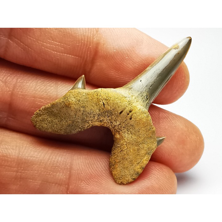 dent de requin Cretodus crassidens - Cénomanien (Texas)