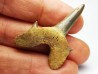 shark tooth Cretodus crassidens - Cenomanian (Texas)