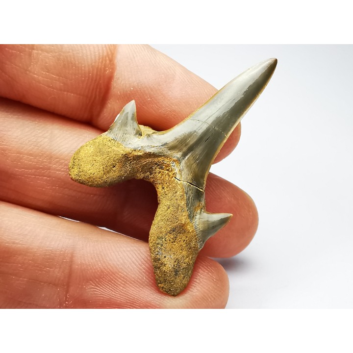 shark tooth Cretodus crassidens - Cenomanian (Texas)