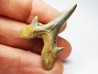 dent de requin Cretodus crassidens - Cénomanien (Texas)