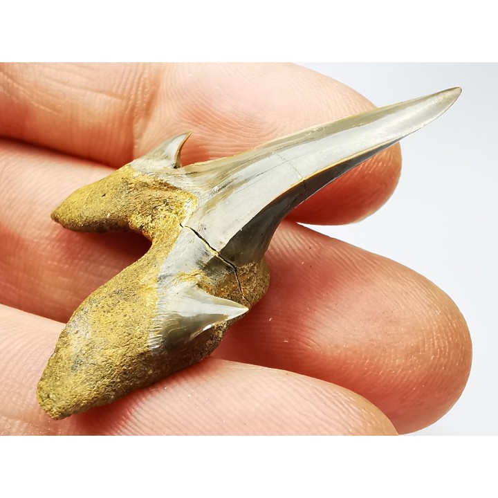 dent de requin Cretodus crassidens - Cénomanien (Texas)