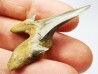 dent de requin Cretodus crassidens - Cénomanien (Texas)