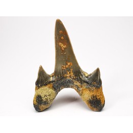 dent de requin Cretodus crassidens - Cénomanien (Texas)
