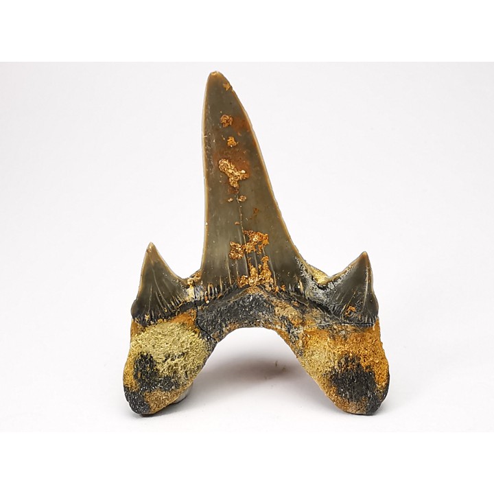 shark tooth Cretodus crassidens - Cenomanian (Texas)