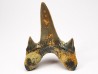 shark tooth Cretodus crassidens - Cenomanian (Texas)