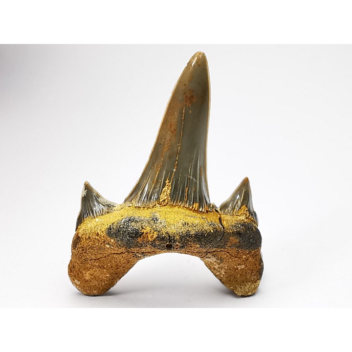 shark tooth Cretodus crassidens - Cenomanian (Texas)