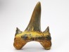dent de requin Cretodus crassidens - Cénomanien (Texas)