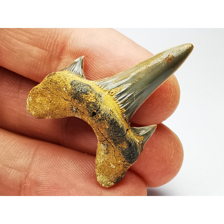 dent de requin Cretodus crassidens - Cénomanien (Texas)